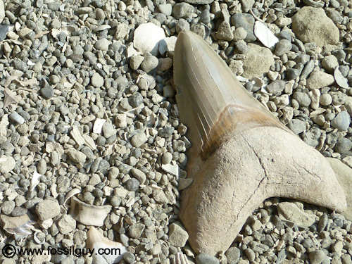 : Where to Find Fossils - Fossil Hunting Locations,  directions, identification, tips, and fossil examples