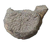 cetacean vertebra