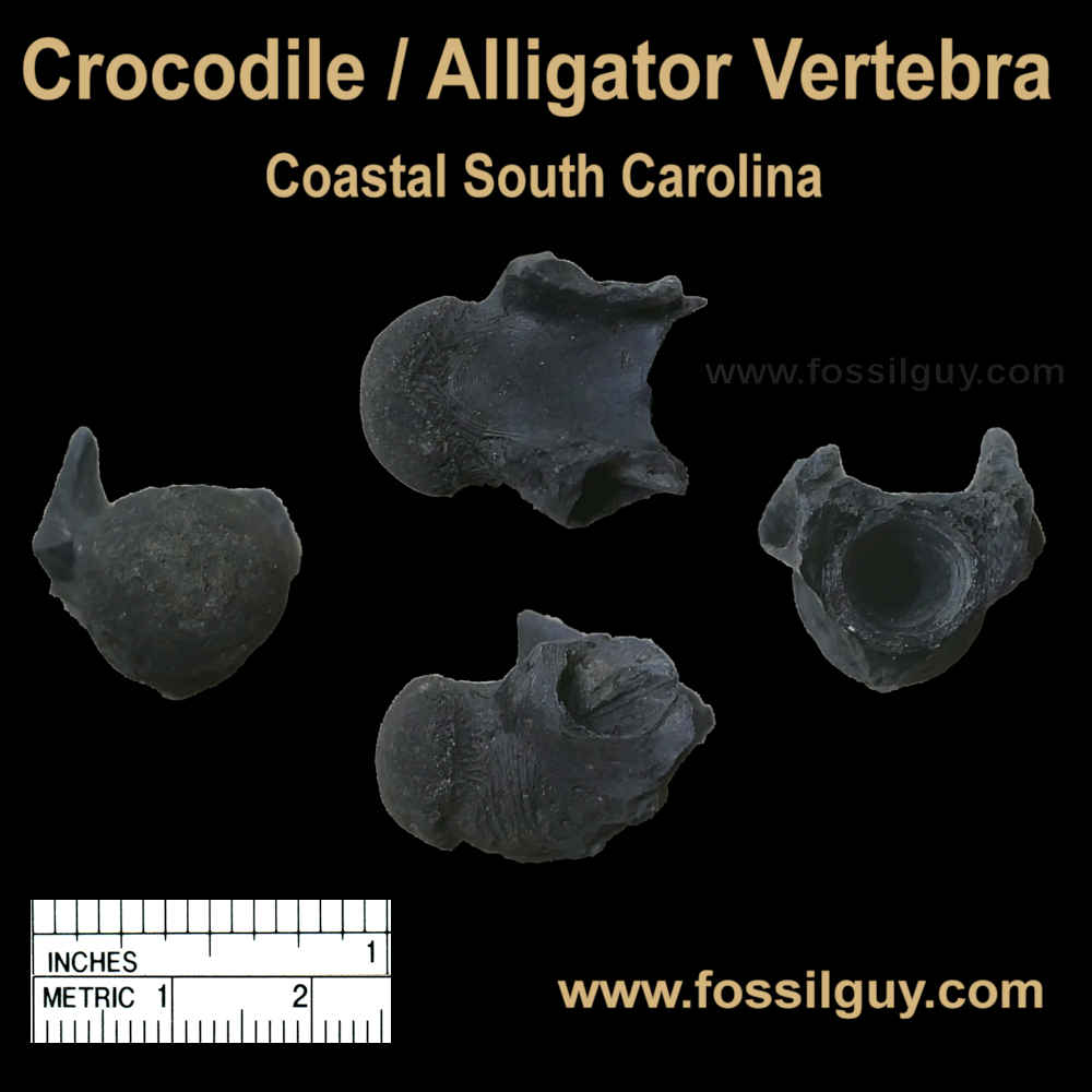 Alligator and/or Crocodile vertebra from the Cooper River, South Carolina