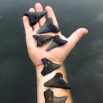 Smaller megalodon and angustidens fossil shark teeth found while diving in the Cooper River, South Carolina