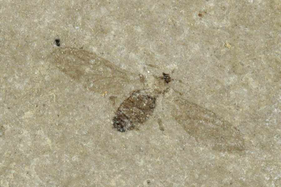 A fossil insect - a fly of the Diptera order. from the Eocene Green River Formation.