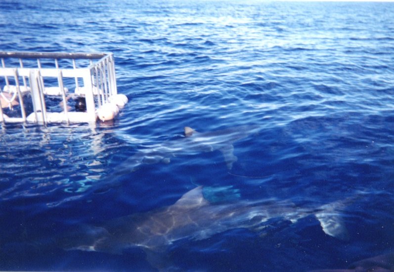 galapagos sharks