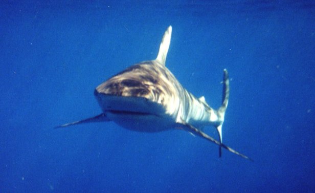 galapagos sharks