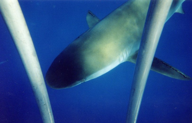 galapagos sharks