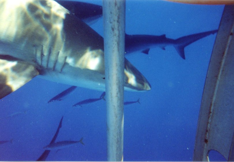 galapagos sharks