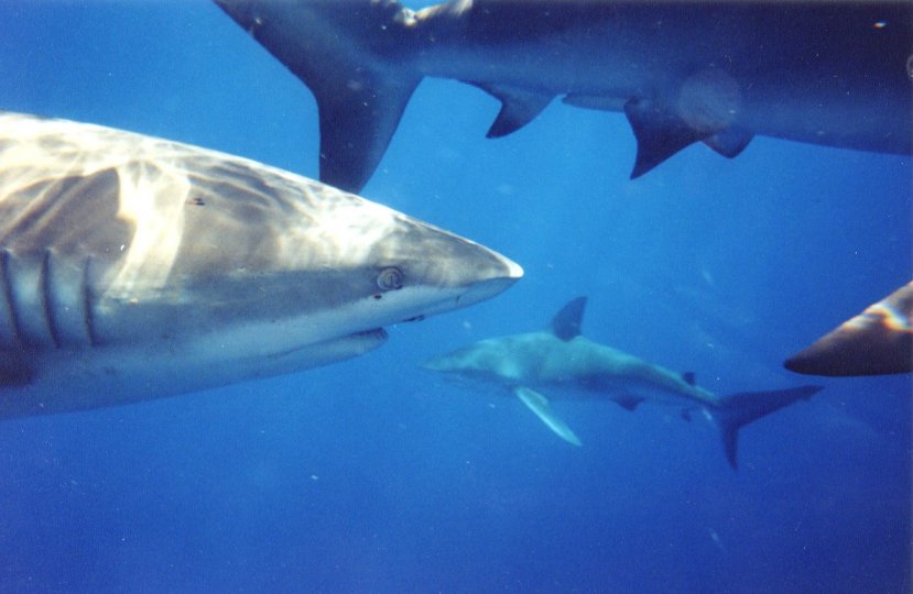 galapagos sharks