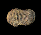 Trilobite Fossils