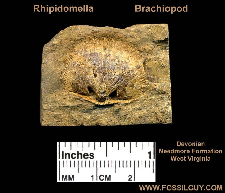 Brachiopod Fossil from Lost River - Needmore Formation - West Virginia