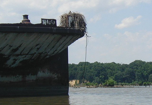 Mallows bay - the Accomac, and an osprey