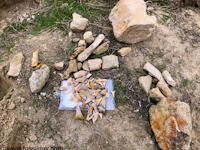 Some of the fossils found at Sharktooth Hill