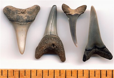 Calvert Cliffs: Fossil Shark Teeth That Can Be Found in Maryland and ...