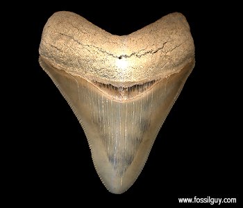 Fossil Megalodon Shark Tooth From Aurora, North Carolina