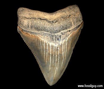 Fossil Megalodon Shark tooth from the Calvert Cliffs of Maryland