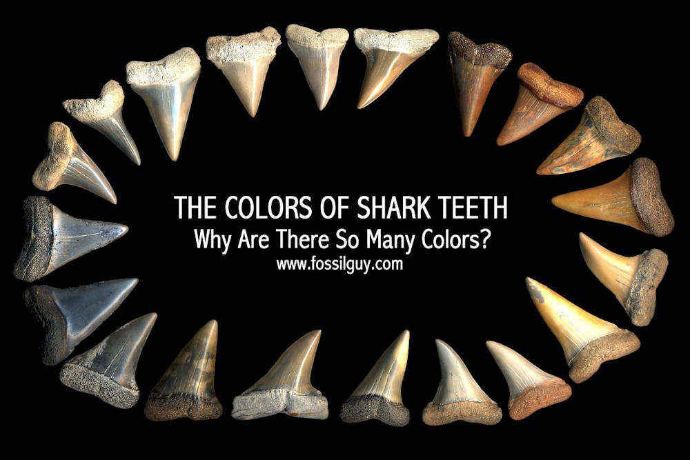 : Why are fossil shark teeth different colors? An explanation  to Why fossils are different colors.