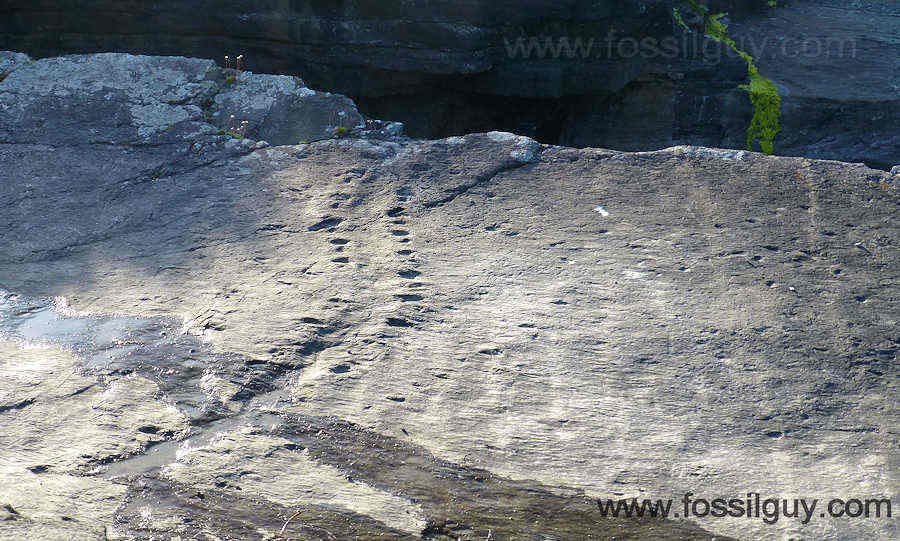 Devonian Tetrapod Trackway - Valentia Island, Ireland