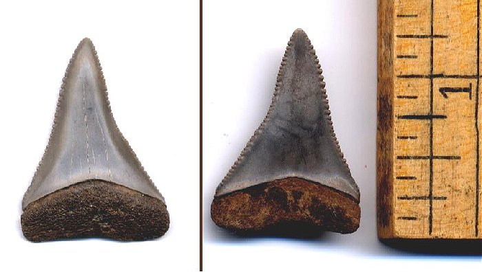 great white shark tooth