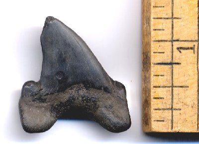 fossil otodus shark tooth