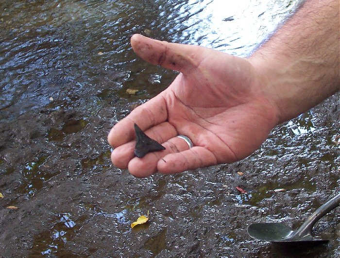 great white shark tooth