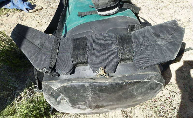 Check your gear before starting the day! You never know where an attack scorpion may be hiding!