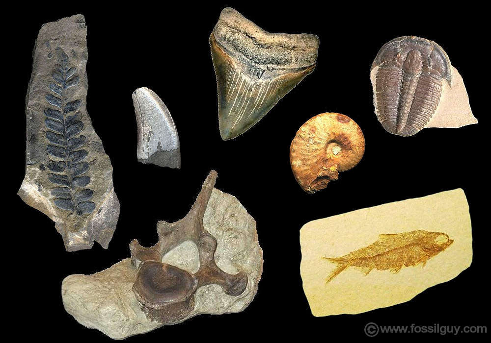 preserved remains fossils definition